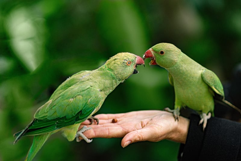 Plastic Bottle Bird Feeders